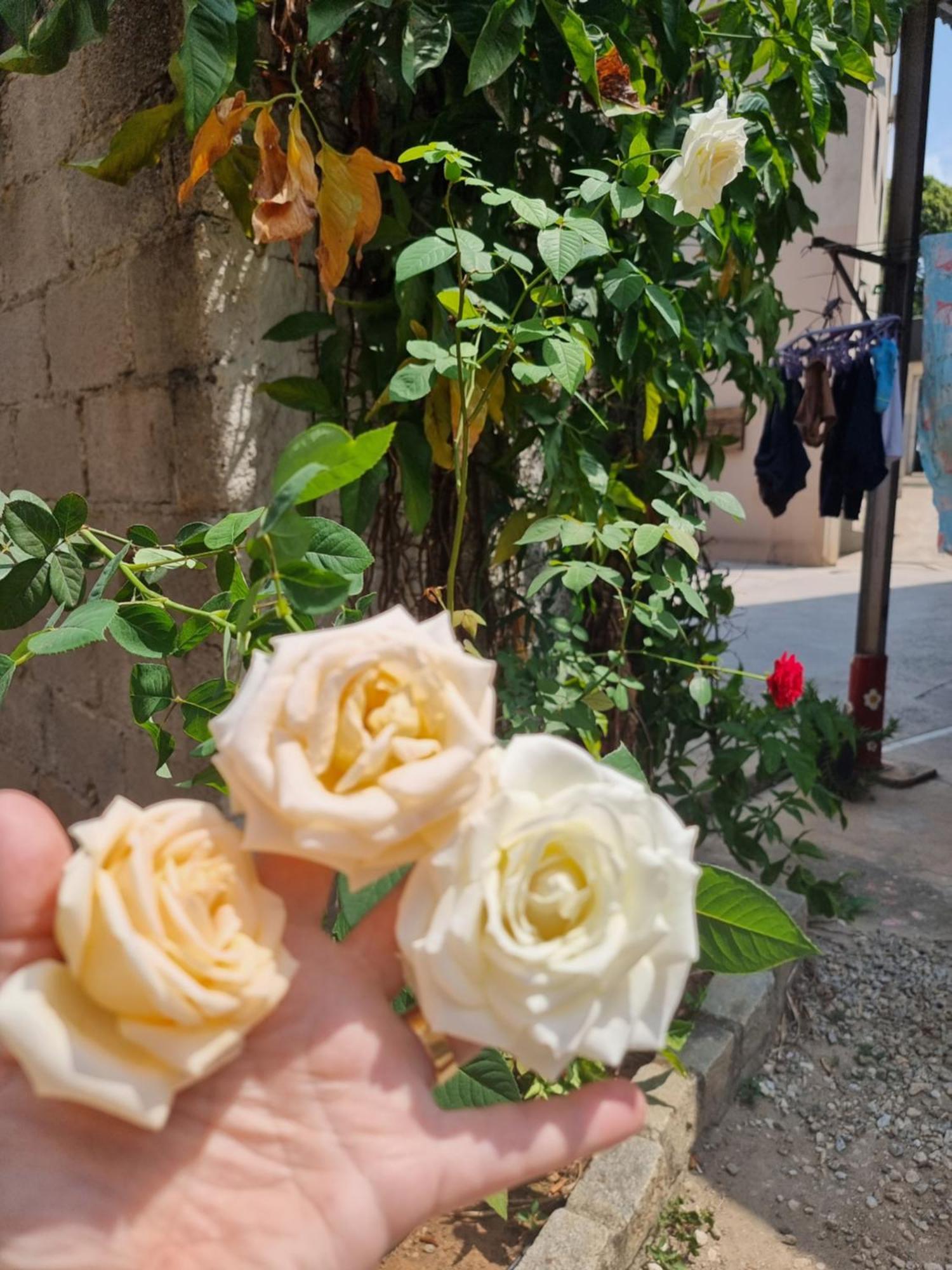 Pousada E Hospedaria Regina Cachoeiro de Itapemirim Dış mekan fotoğraf